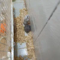 همستر نروماده|موش و خرگوش|قم, چهار امامزاده|دیوار