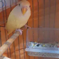 طوطی برزیلی کرمینو|پرنده|ارومیه, |دیوار