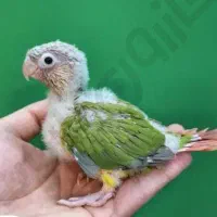 جوجه گرینجیک آماده دستی کردن و اهلی شدن