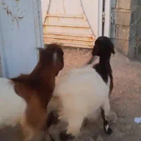 کهره نر و ماده|حیوانات مزرعه|جنت, |دیوار