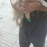 سگ خانگی|سگ|یزد, |دیوار