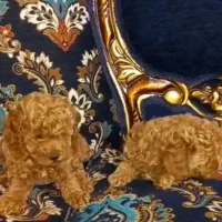 سگ پودل|سگ|اهواز, بهارستان|دیوار