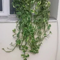 پتوس