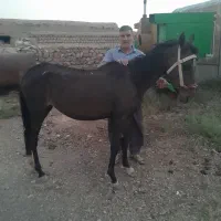 فروش اسب بعلت نداشتن جا ومعاوضه با گوسفند وموتور