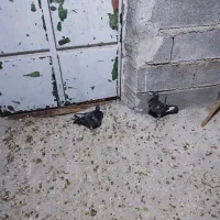 جوجه پلاکی کفتر|پرنده|فسا, |دیوار