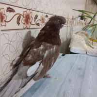 کبوتر سرور نو قنار ریز|پرنده|میانه, |دیوار