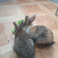 یه جفت خرگوش نرو ماده بفروش میرسد