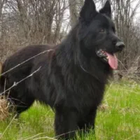 ژرمن بلک ماده تربیت شده چمپیون