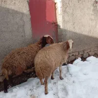 دوتا گوسفند داشتی