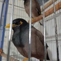 مرغ مینام گم شده به یابنده مژدگانی داده میشود|اشیا|فسا, |دیوار