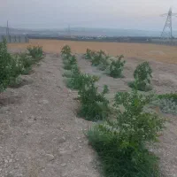 باغ ویلا، گلخانه|فروش خانه و ویلا|اهواز, کیانپارس |دیوار