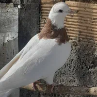 طوقی و تهرانی|پرنده|همدان, |دیوار