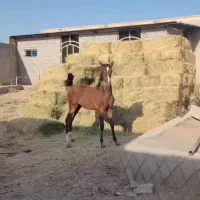 مادیان شجره دار ابستن بانوه انسیاتور|اسب و تجهیزات اسب‌سواری|خمینی‌شهر, |دیوار