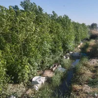 پیش فروش نهال زیتون