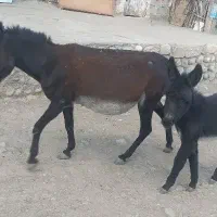 الاغ ماده با کره نر