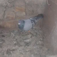 کبوتر مسابقه مایا