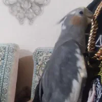 عروس هلندی گم شده