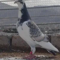 ابلغ خارج شهری