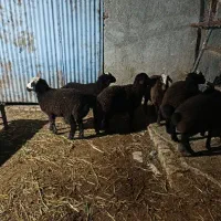 بره .بز.بزغاله.میش