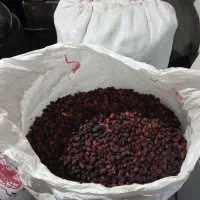 زغال اخته الموت قزوین|خوردنی و آشامیدنی|رودسر, |دیوار