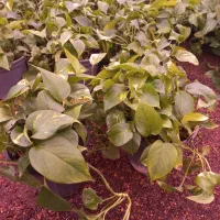 گل پتوس|گل و گیاه طبیعی|محلات, |دیوار