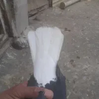 کبوتر ماده دم سفید|پرنده|کرمانشاه, |دیوار
