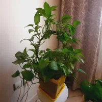 گل طبیعی