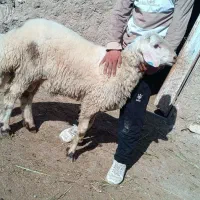 بره قوچی