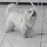 سگ گمشده نر.اسلامشهردرتاریخ1404/5/16.|حیوانات|اسلامشهر, شهرک قائمیه|دیوار