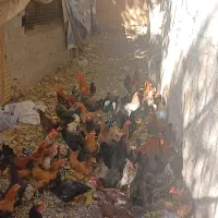 ۱۱۵ عدد مرغ و خروس رسمی درجه ۱|حیوانات مزرعه|فشم, |دیوار