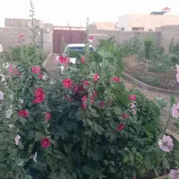ویلایی-650-متری-علی-اباد-صالح-اباد-دهملا