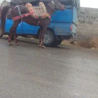 اسب باری با اخته رمانتی|اسب و تجهیزات اسبسواری|میاندوآب, |دیوار