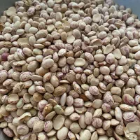 لوبیا چیتی ارزان با پخت عالی
