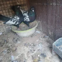 دو جفت سینه ای فروشی