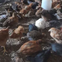 مرغ و خروس و جوجه ۲ ماهه|حیوانات مزرعه|یزد, |دیوار