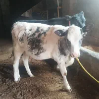 دو تا گوساله نر ماده بلژیک