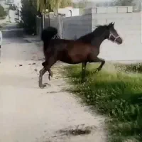 کره اسب عرب ۲ساله