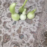 کدو قلیونی|صنایع دستی و سایر لوازم تزئینی|شیراز, شهرک صادقیه|دیوار