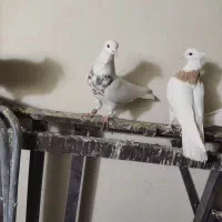 کبوتر طوقی|پرنده|سنندج, |دیوار