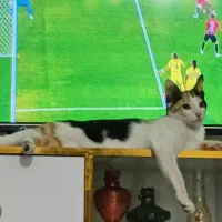 یک گربه گم شده