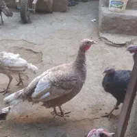 بوقلمون|حیوانات مزرعه|سیلاخور, |دیوار