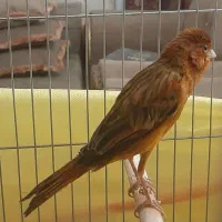 قناری سرخ نر، مست مادگیر