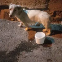 سگ پا کوتاه|سگ|چناران, |دیوار