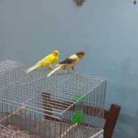 یک جفت قناری رسمی خوب|پرنده|ری, ظهیرآباد|دیوار