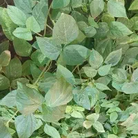 فروش پرورش ماهی فازدو ازادگان