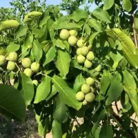 درخت گردوی همه منفجر شده اما تو