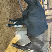 گوساله نر دورگ