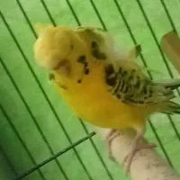 مرغ عشق پروانه ای زنگ نایاب