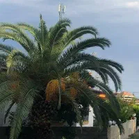 استخدام خانم جهت‌نظافت منزل و آشپزی