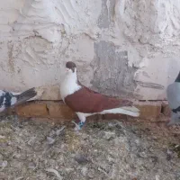 کفتر|پرنده|گلبهار, شهر جدید گلبهار|دیوار